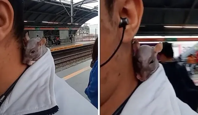 "Si la veo en el tren me desmayo", reaccionaron usuarios en clip viral. Foto: composición LR/ TikTok - Video: TikTok