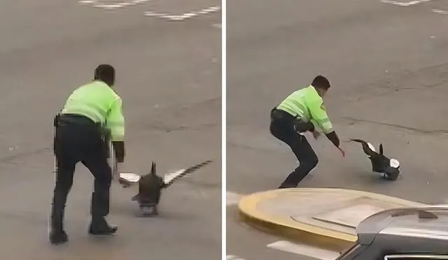 Policia interrumpe el tráfico para intentar atrapar a un pato en San Miguel. Foto: composición LR