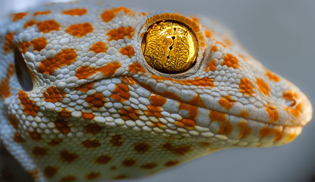 El guecko tokay es popular por su apariencia de colores brillantes. Foto: Duncan Leitch