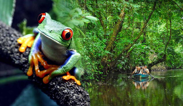 Un país de América Latina se destaca por tener un modelo de conservación ejemplar, por lo que lidera la protección ambiental en la región y se posiciona en el top 10 mundial. Foto: composición LR/Pixers/LTandC