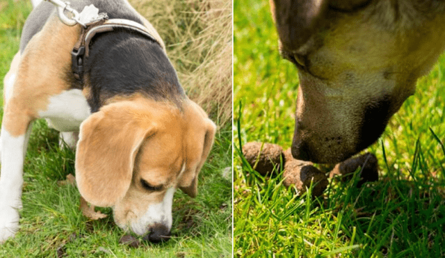 El ejercicio físico regular y una dieta adecuada son estrategias recomendadas para reducir la incidencia de la coprofagia en perros. Foto: composición LR/difusión