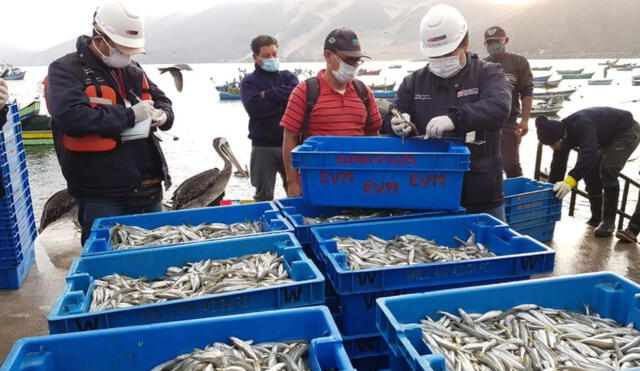 Imarpe deberá informar a Produce sobre las medidas necesarias para el ordenamiento pesquero del pejerrey. Foto: Andina