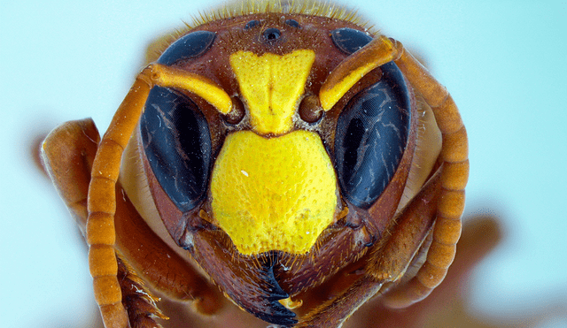 La especie habita en zonas cálidas de Europa del sur, el norte de África y partes de Asia. Foto: Allan Smith-Pardo