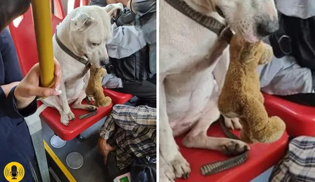 Dueño decidió cederle asiento a su mascota. Foto: Floridablanca Comunicativa / Facebook