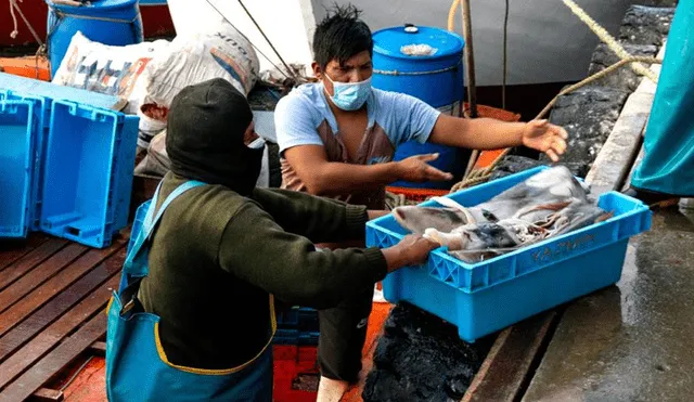 El proyecto de ROP de la pota busca mejorar el manejo de este recurso intensamente requerido. Foto: Sustainable Fisheries Partnership (SFP)