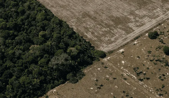 La UICN afirma que se ha registrado una pérdida de especies de árboles sin precedentes. Foto: Bruno Kelly / Amazônia Real