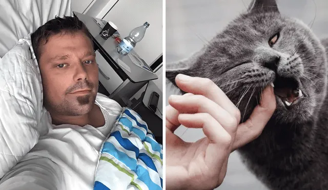 La principal causa para que no se recupere Henrik era que el gato había dado la mordida en un vaso sanguíneo. Foto: composición LR/difusión/Información