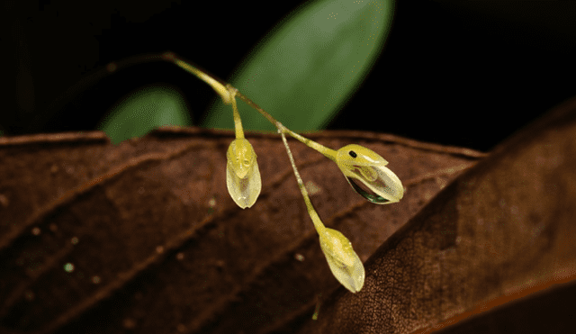 La nueva especie de orquídea es pequeña. Foto: PetroTal