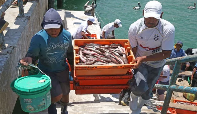 Pesca artesanal y ecosistema marino se verán gravemente afectados por reglamento de Produce. Foto: Andina / Vidal Tarqui