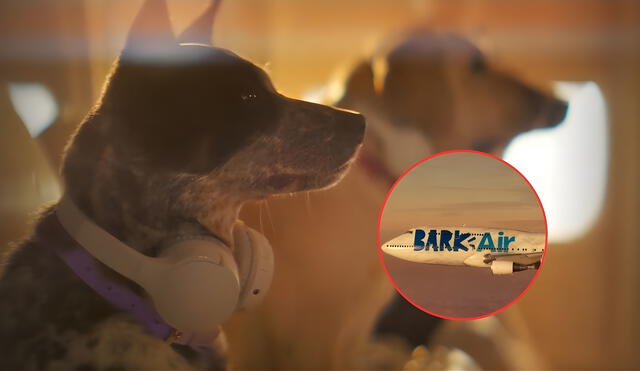 Cansado de los problemas para viajar con su mascota, creó una aerolínea de lujo para perros y gatos: "Surgió por mi hijo-perruno". Foto: composición LR / Bark Air