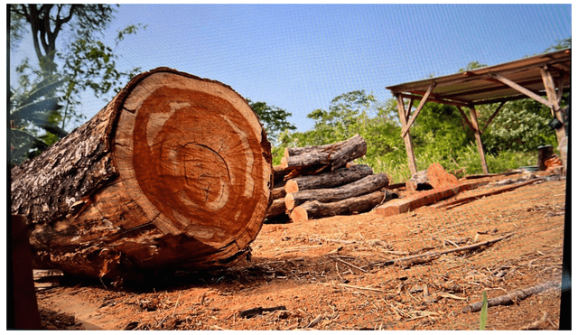 La madera adquirida a taladores ilegales era “lavada” por “Los Villanos de Tahuamanu’ con documentación fraguada y luego exportada a diferentes naciones.