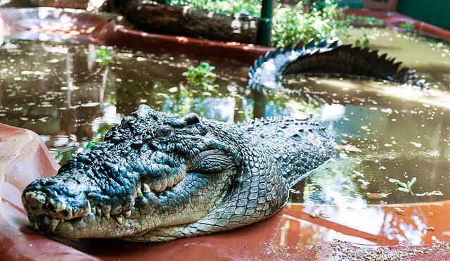 El cocodrilo Cassius obtuvo el récord Guinness como el cocodrilo más grande en cautiverio. Foto: RTVE