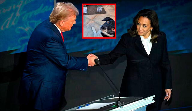 Donald Trump y Kamala Harris se definen este 5 de noviembre quien será el nuevo huésped de la Casa Blanca. Foto: La Tercera