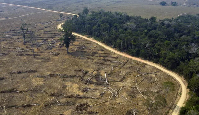 Demandantes sostienen que la actual deforestación de la Amazonía se acrecentará con la ley forestal aprobada en diciembre 2023.