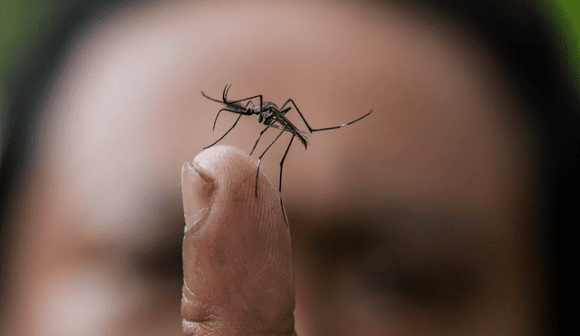 Investigadores de la Universidad de California desarrollaron una técnica para dejar "sordos" a los mosquitos macho e impedir que detecten a las hembras para el apareamiento. Foto: Prensa Libre