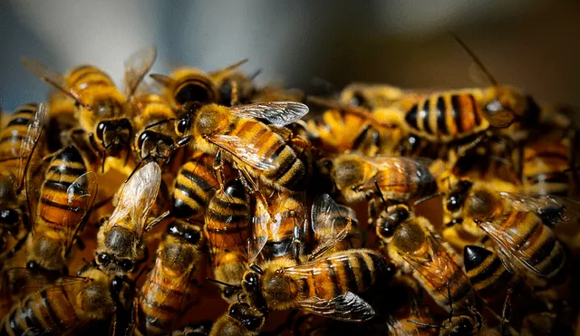 Las autoridades aconsejan evitar áreas donde se puedan observar panales de abejas. Foto: Animal Bank