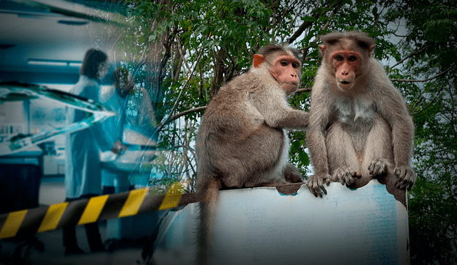 El escape tuvo lugar en las instalaciones de Alpha Genesis, un centro dedicado a la investigación con primates. Foto: referencial/NurPhoto