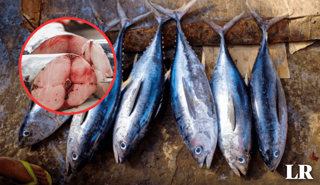 Han solicitado informar a los ciudadanos sobre los riesgos que tiene para la salud el consumo de pescado contaminado. Foto: composición LR/DiarioEco