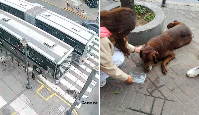 El bus del Metropolitano continuó su recorrido a pesar de haber atropellado al perro. Foto: composición LR/difusión