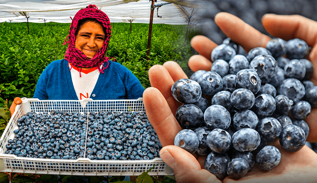 El arándano, rico en antioxidantes y nutrientes esenciales ha tenido un aumento en la demanda internacional, y se ha consolidado como un superalimento y pieza clave de la economía agrícola sudamericana. Foto: composición LR