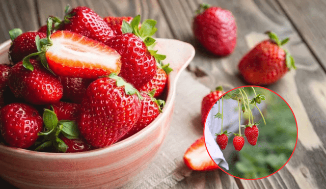 Las fresas son conocidas como una de las frutas más nutritivas y saludables. Foto: composición LR/Trendencias/Tua Saúde.