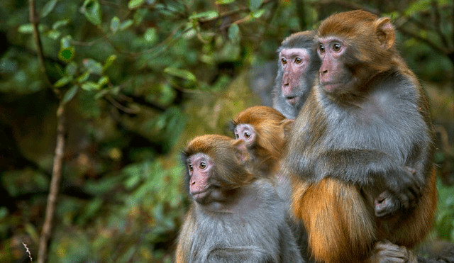 Escapan 43 monos de un centro de investigación en Carolina del Sur, generando alerta en la población de Yemassee mientras se intensifica su búsqueda. Foto: CNN en Español