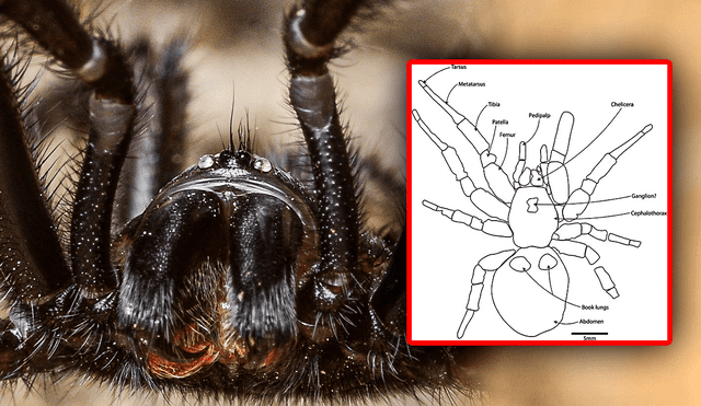 El fósil de Megamonodontium mccluskyi presenta un tamaño notable, alcanzando aproximadamente 50 milímetros de longitud. Foto: Composición LR/IG/@macro_biologist.