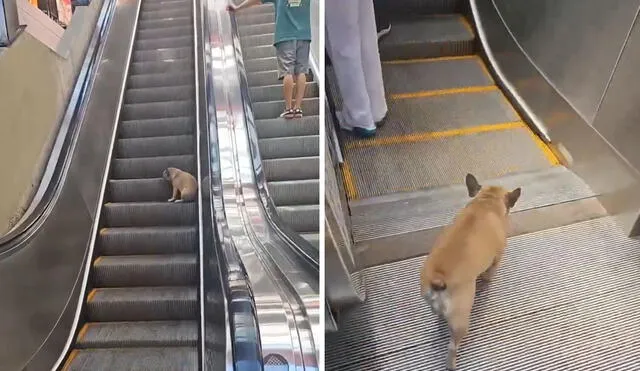 "Te quiero perrito que descubrió cómo funcionan las escaleras mecánicas", reaccionaron usuarios. Foto: composición LR/ TikTok