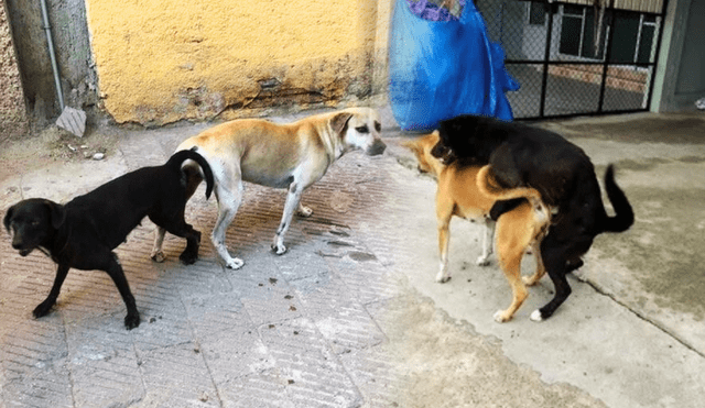 Es natural que los perros se queden pegados tras aparearse. Foto: composición LR/Difusión