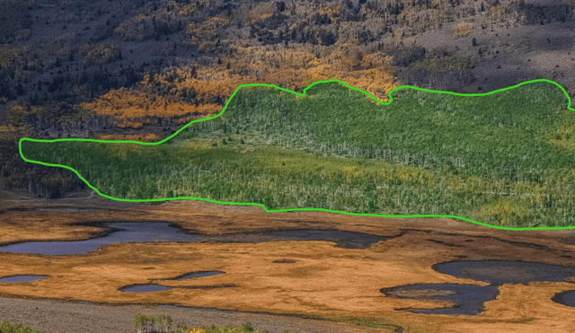 Se estima que Pando es el organismo más grande del mundo. Foto: Lance Oditt