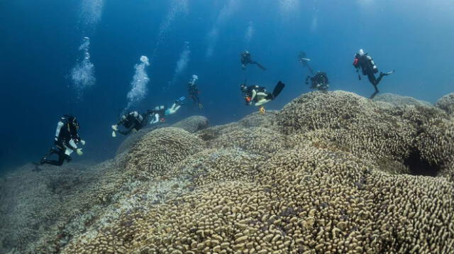 Gran parte de la supervivencia humana depende de la arrecifes. Por ello, científicos destacan la importancia de preservar estas estructuras.