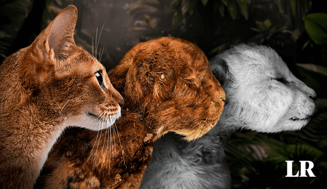 Por primera vez, se tiene una idea de la apariencia de un gato dientes de sable. (Imagen referencial) Foto: composición LR / Freepik/ AV Lopatin