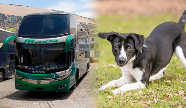 Solo hay una empresa de bus interprovincial en el Perú que permite el viaje de mascotas. Foto: composición/LR/Andina