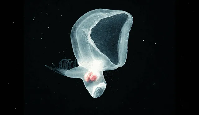 Esta especie presenta adaptaciones como una capucha gelatinosa que utiliza para recolectar alimento, apéndices que parecen dedos en la cola. Foto: H.D. Haddock/MBARI.