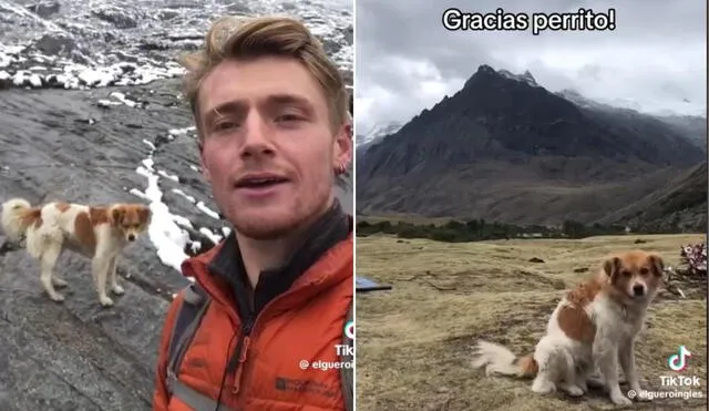 El animal, que deambulaba por la zona, instintivamente llevó al excursionista por el sendero correcto, asegurándose de que lo siguiera y destacando su sorprendente sentido de la orientación. Foto: difusión