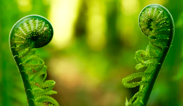 Investigación reciente ha demostrado que diversas especies vegetales, como los tomates y los cactus, producen sonidos en frecuencias ultrasónicas cuando experimentan estrés. Foto: Getty