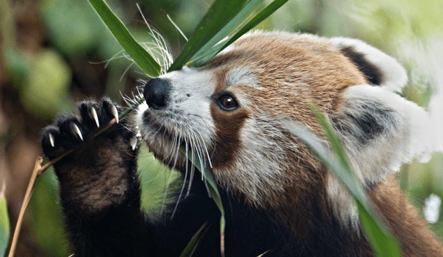 El zoológico pide restricciones más estrictas a la venta de pirotecnia y aboga por cambios legislativos. La muerte de Roxie enfatiza la necesidad de proteger a la fauna durante festividades. Foto: bioparcfuengirola