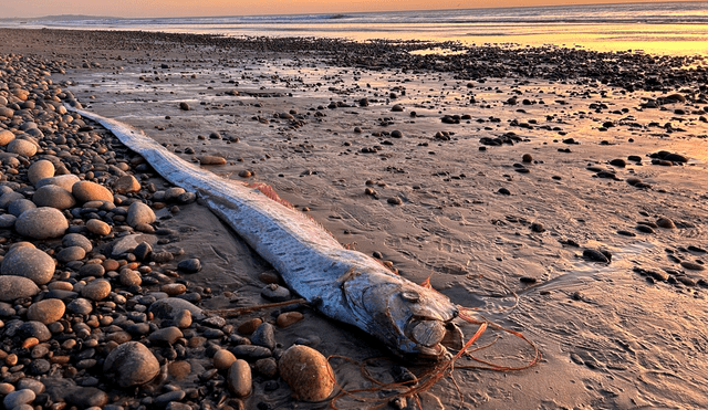 El último avistamiento ocurrió el 6 de noviembre en Encinitas, donde un ejemplar de 2,7 metros fue encontrado por un investigador de la Institución Scripps de Oceanografía. Este fenómeno resalta su rareza. Foto: El País Uruguay