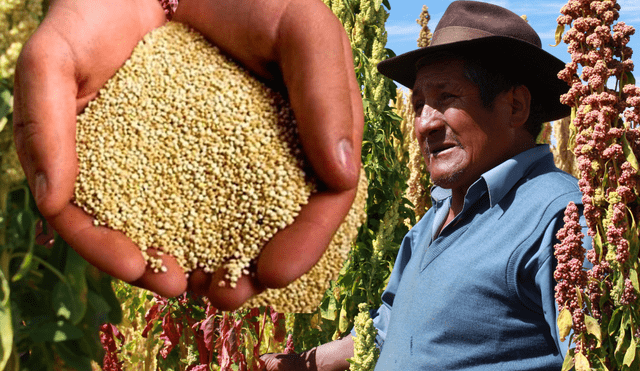 Quinua es una planta andina que se originó en los alrededores del lago Titicaca. Foto: Composición LR/Difusión/Andina