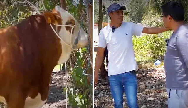 "¿Es toro de oro?”, reaccionaron algunos usuarios. Foto: composición LR/ TikTok