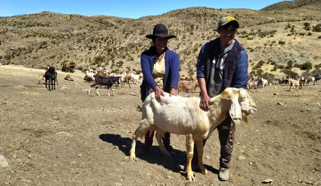 Pobladores de la parte alta de Huarochirí, como los de la comunidad de Suni, se dedican a la crianza de ganado caprino y ganado vacuno.