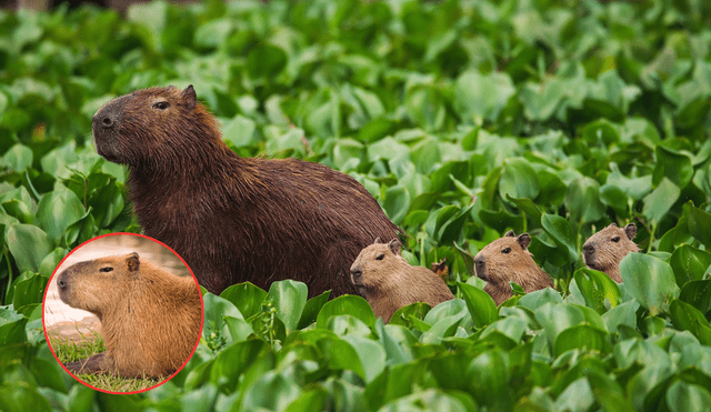 Los capibaras se han convertido en un fenómeno de tendencia en internet. Foto: composición LR/Wikipedia/ W Radio