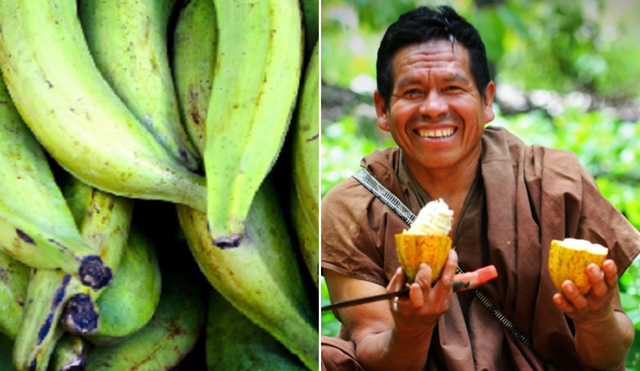 La selva peruana ofrece una variedad milenaria de productos usados en la cocina y cultivado por los mismos habitantes. Foto: composición LR/difusión/Andina