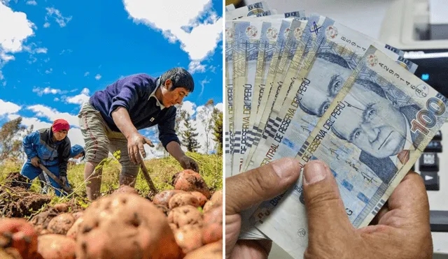 El Ministerio de Desarrollo Agrario y Riego ofrece subsidio para la campaña 2024-2025. Fotos: Andina