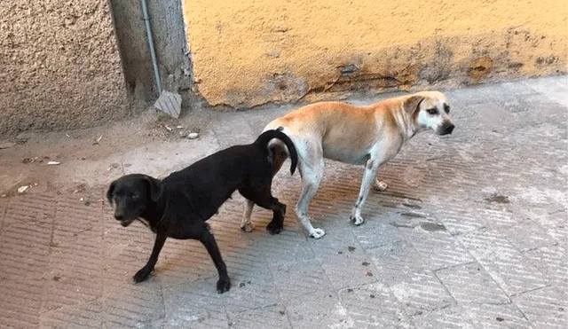 La esterilización en perros no es efectiva de inmediato. Foto: difusión