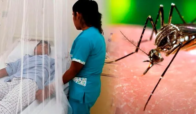 El dengue se contagia por la picadura del mosquito Aedes aegypti. Foto: El Búho