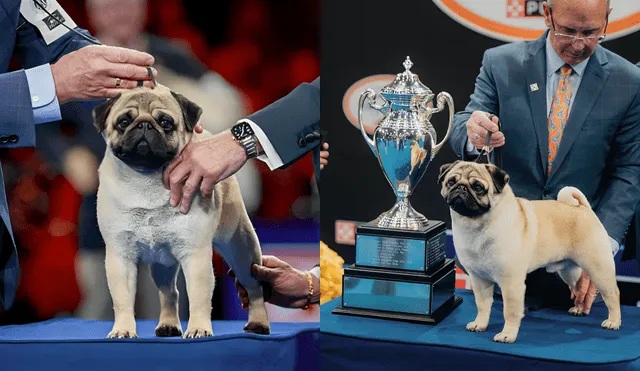 The 2024 National Dog Show crowned Vito the Pug as Best in Show, triumphing over around 1,940 other dogs from 205 different breeds and varieties. Foto: composición LR/NBC News