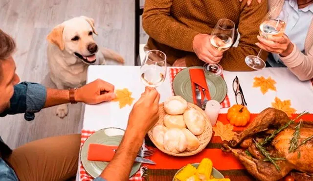 La Dra. Aya Alt, veterinaria de Colorado, revela qué alimentos del Día de Acción de Gracias son seguros para los perros y ayuda a evitar posibles riesgos de toxicidad. Foto: composición LR/AFP.