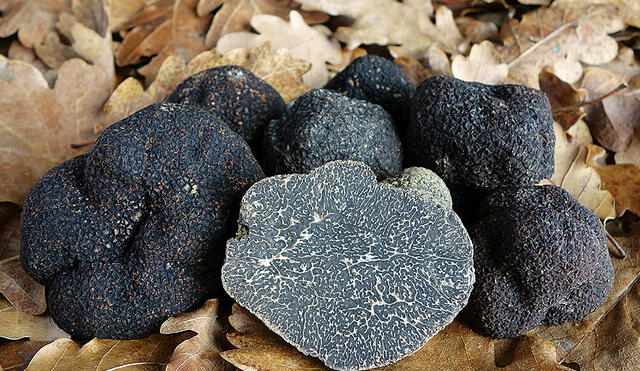 Este hongo crece bajo tierra junto a las raíces de árboles mediterráneos del género Quercus, Foto: Trufat.