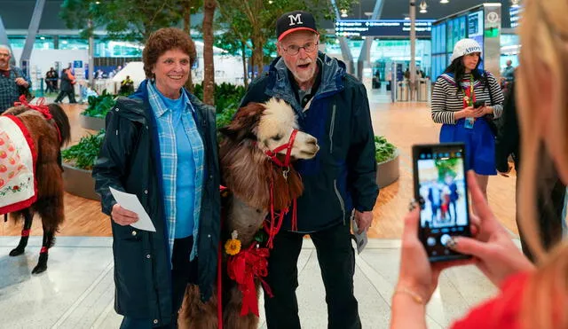 Gracias a su participación en eventos y programas de terapia animal, las llamas y alpacas se han convertido en una de las atracciones más tiernas del aeropuerto. Foto: Vickie Connor/The Oregonian